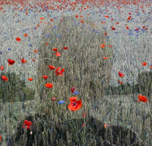 Helen Sear